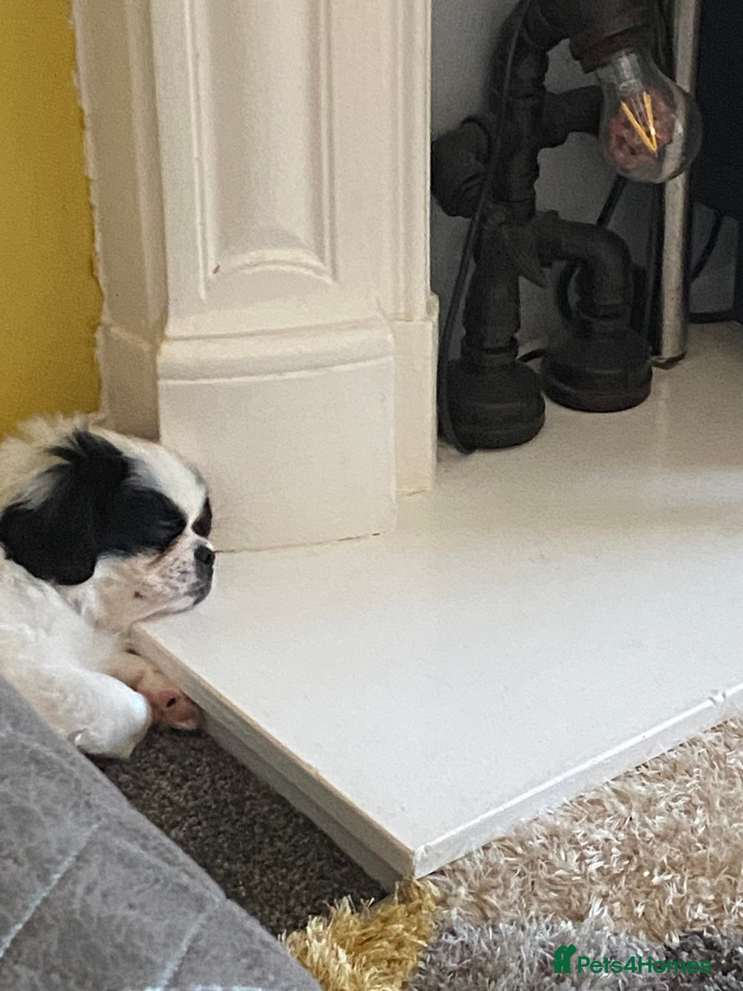 Pekingese dogs for sale: Fred  - Advert 4