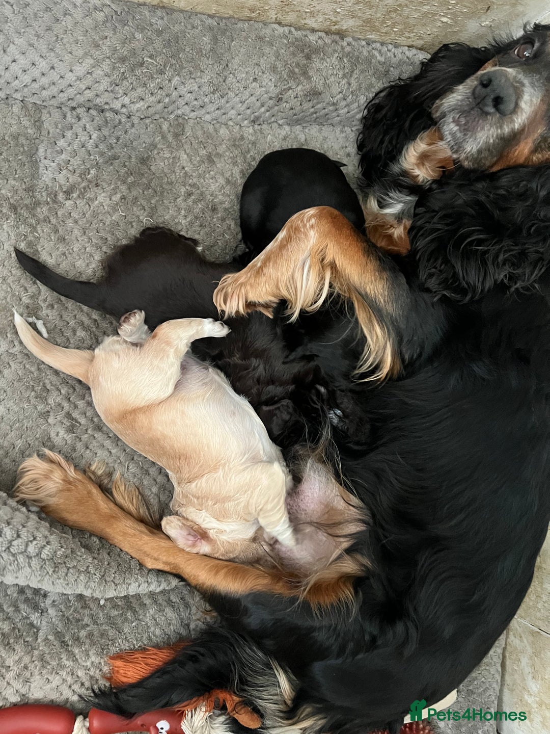 Cocker Spaniel dogs for sale: Beautiful Working Type Cocker Spaniel Pups - Advert 4