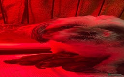 Shorkie dogs for sale: Outstanding Shih Tzu Pups - Image 7