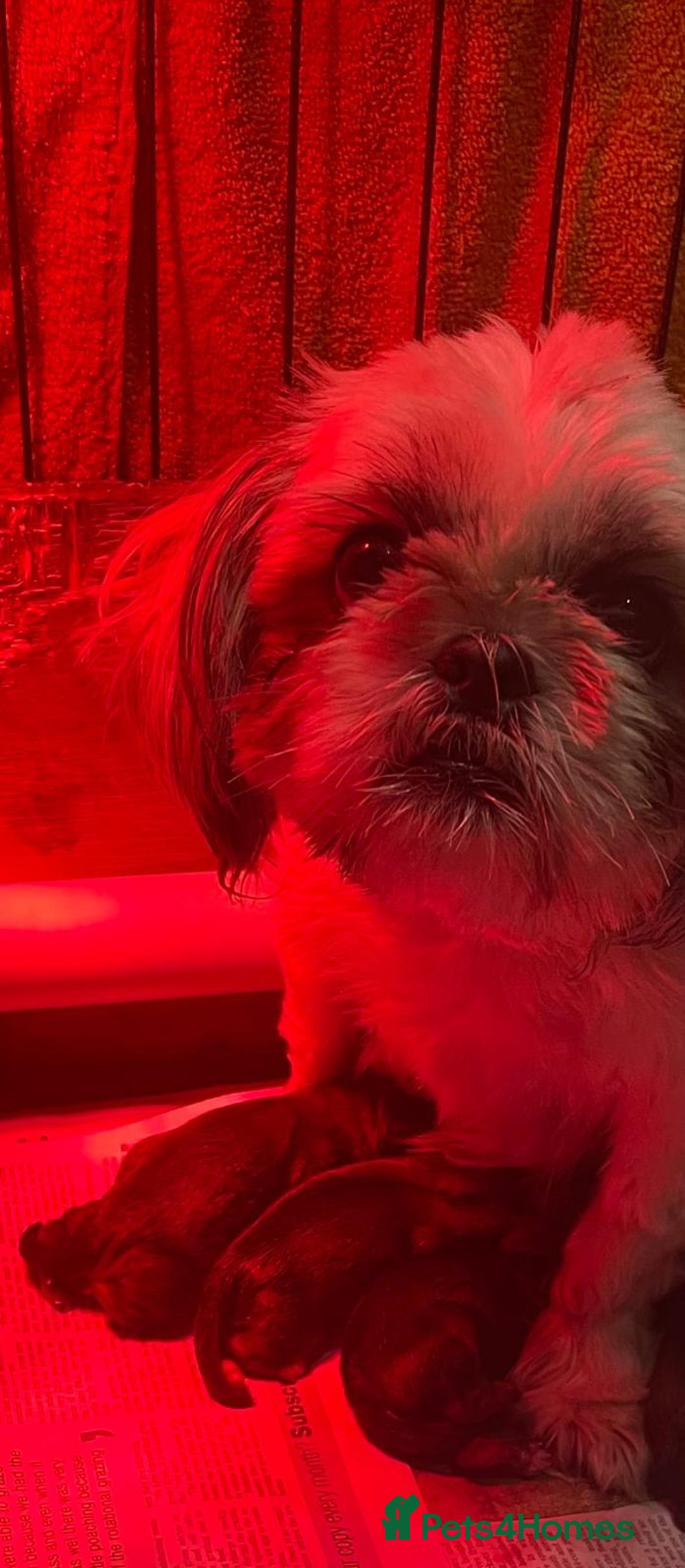 Shorkie dogs for sale: Outstanding Shih Tzu Pups - Image 7