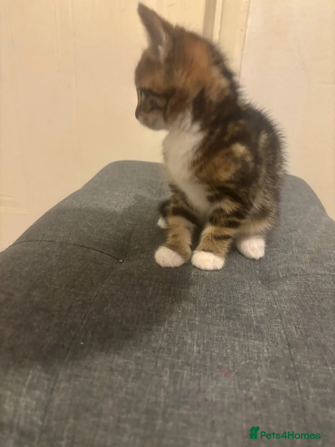 Mixed Breed cats for sale: Soft like teddy bear kittens  in Ilford - Advert 2
