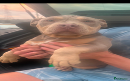 American Bully dogs for sale: Pocket bully  - Image 3