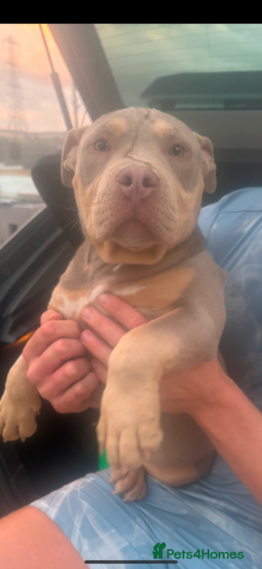 American Bully dogs for sale: Pocket bully  - Image 3