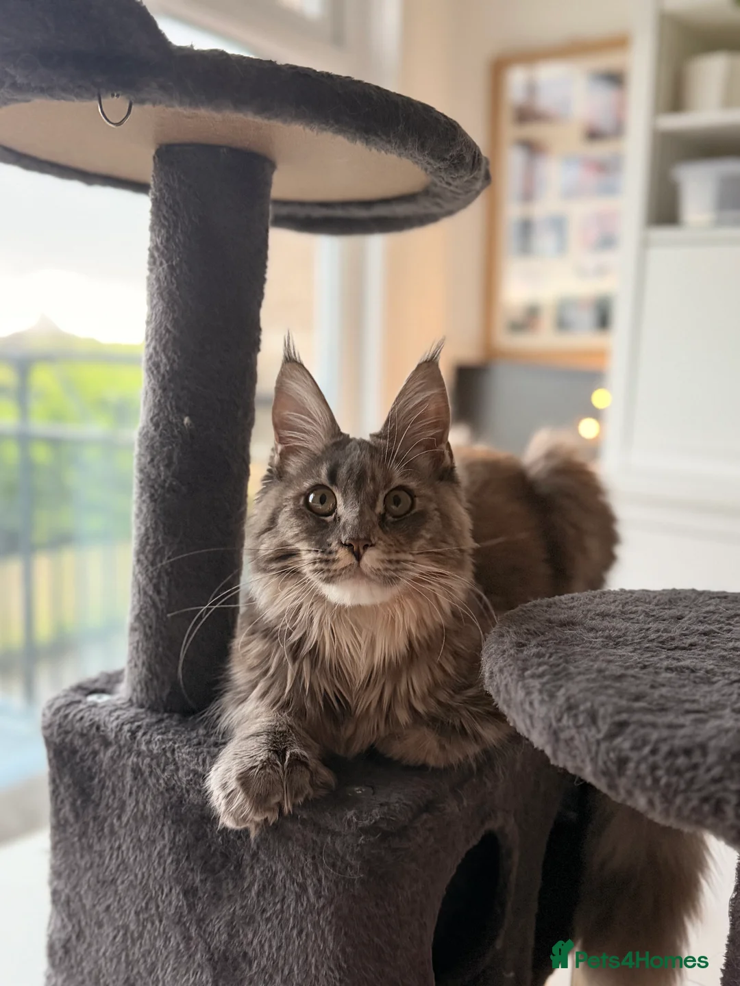Maine Coon cats for sale: POLYDACTYL MAINE COON TICA ACTIVE - Advert 1