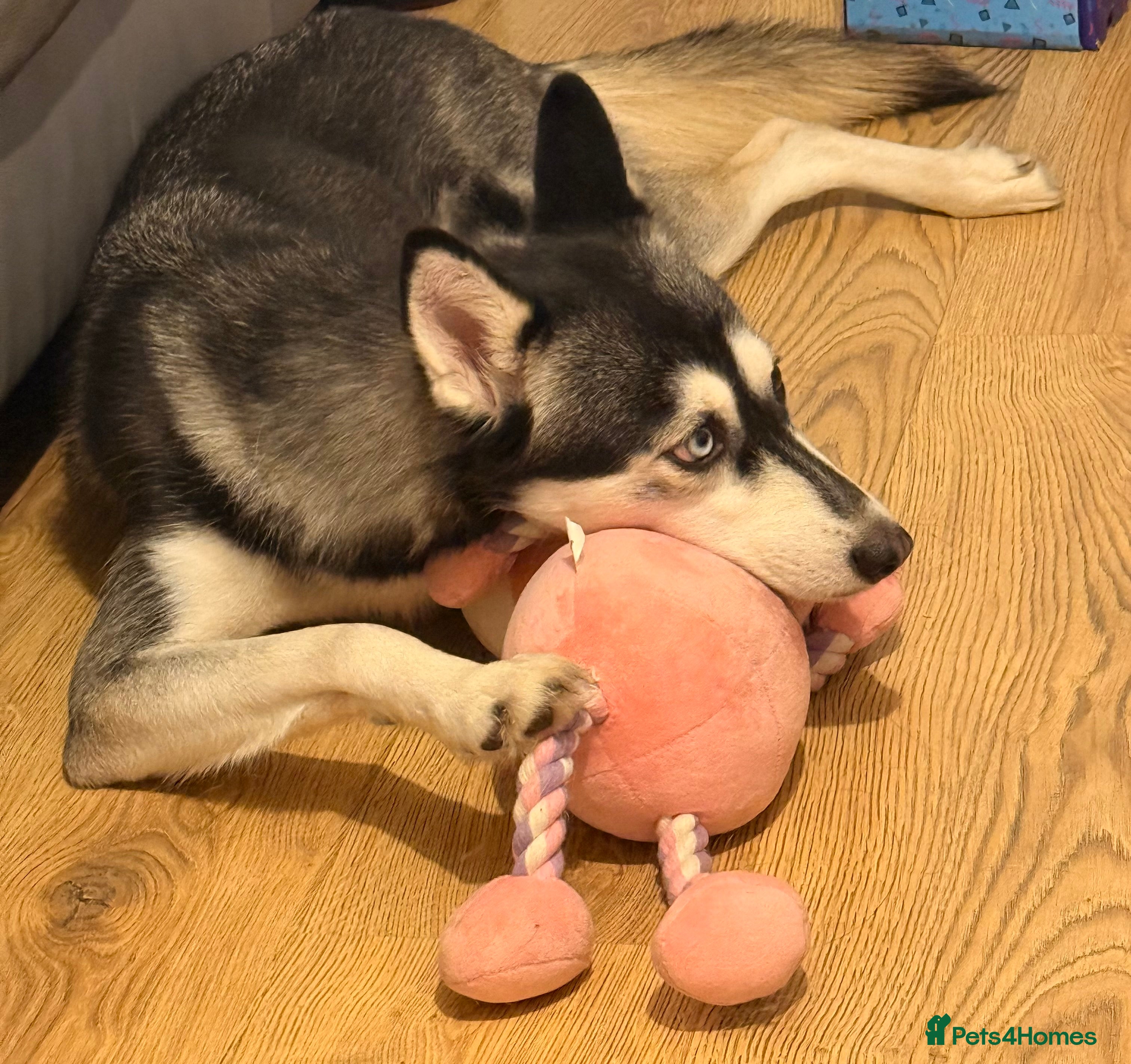 Siberian Husky dogs Female Siberian Husky needs rehoming  - Advert 15