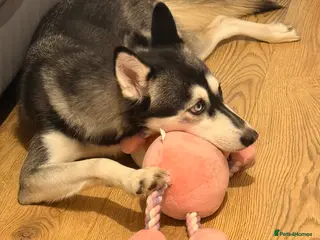 Siberian Husky dogs Female Siberian Husky needs rehoming - Advert 15