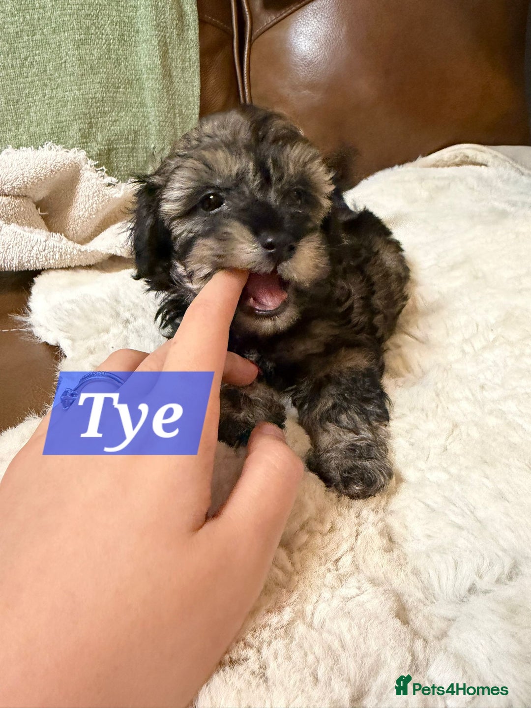 Maltipoo dogs for sale: Multipoo - Advert 27