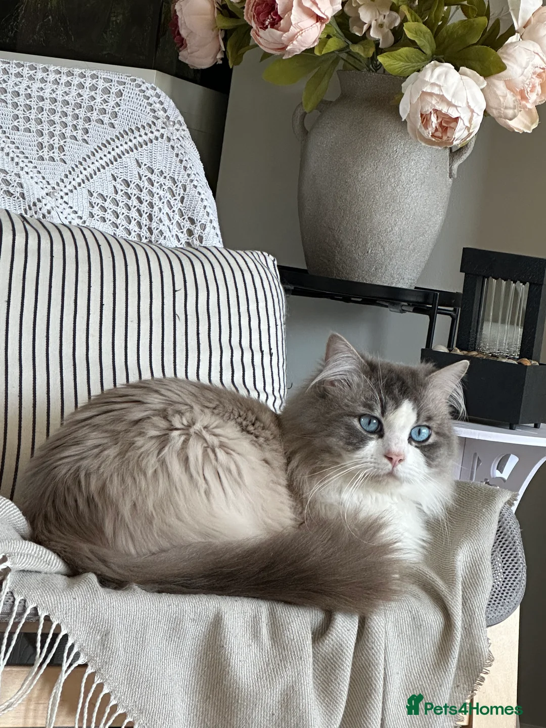 Ragdoll cats for stud: Bicolour Ragdoll Male for Stud in Mansfield - Advert 5