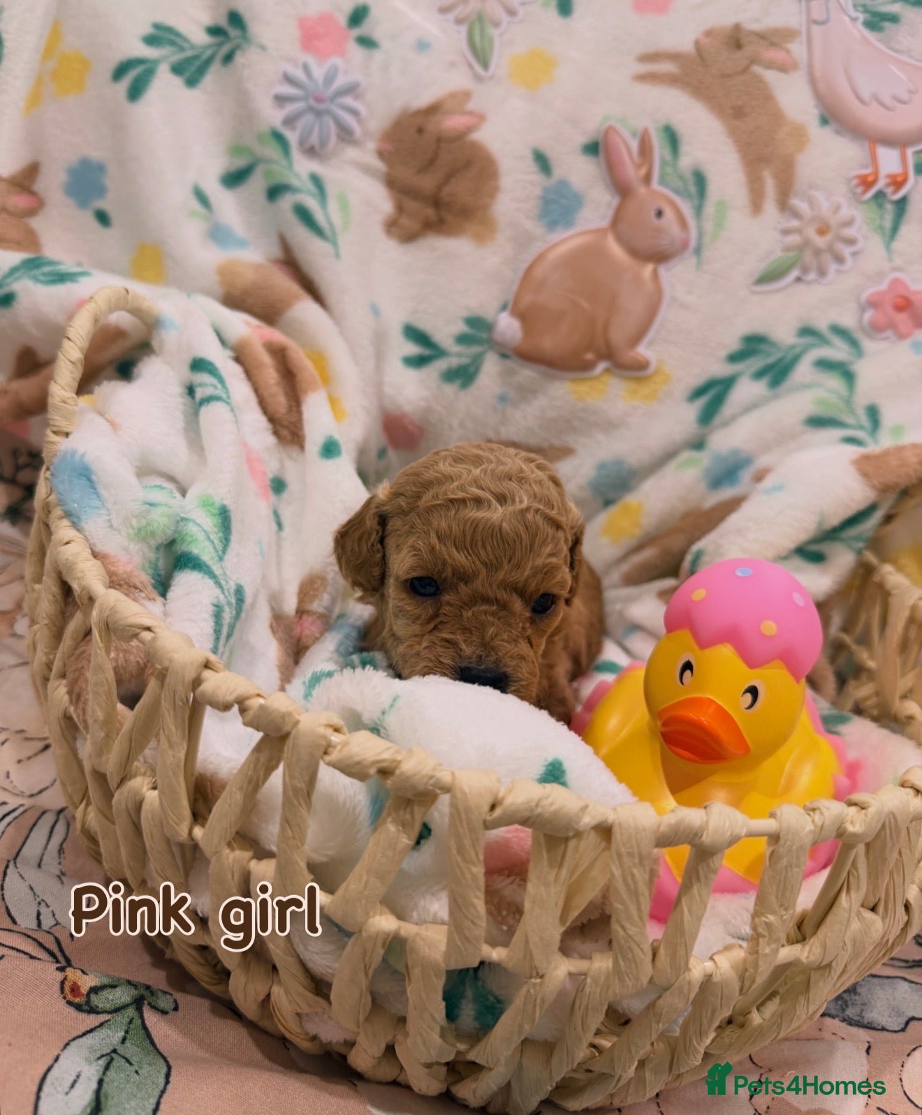 Cavapoo dogs Cavapoos 5 star licensed breeder - Advert 16