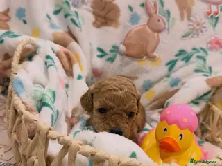 Cavapoo dogs Cavapoos 5 star licensed breeder - Advert 16