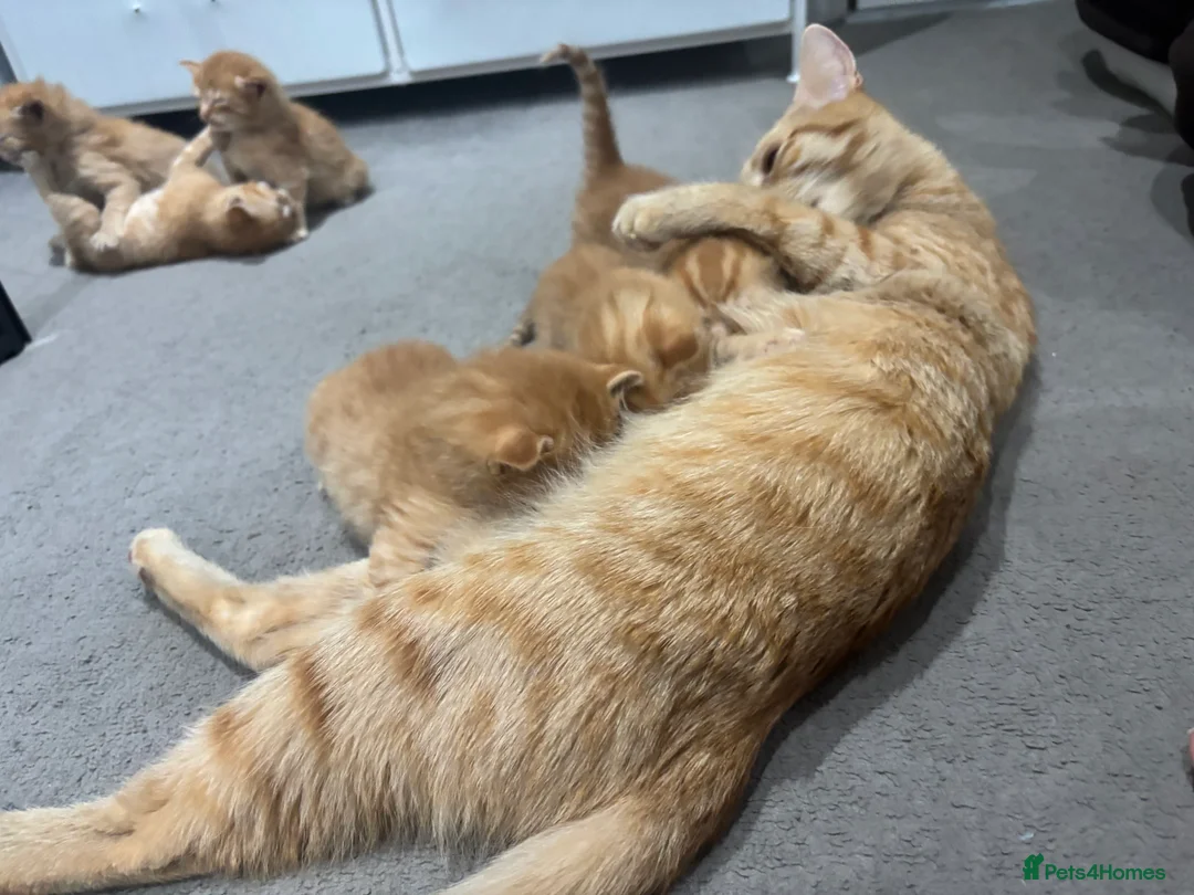 Mixed Breed cats for sale: Ginger kittens for sale in Peacehaven - Advert 2