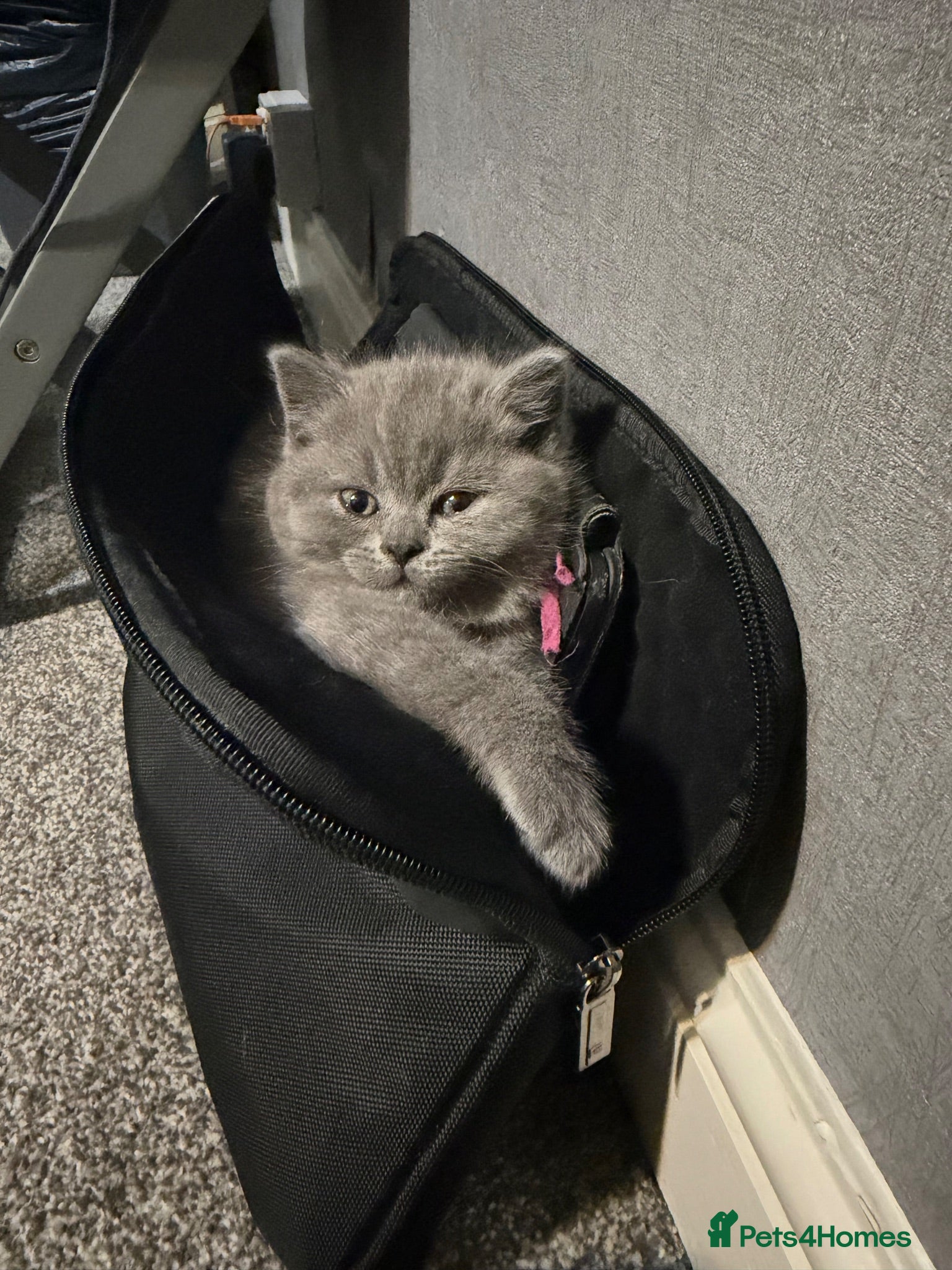 British Shorthair cats registered pedigree cuddle monsters  - Advert 2