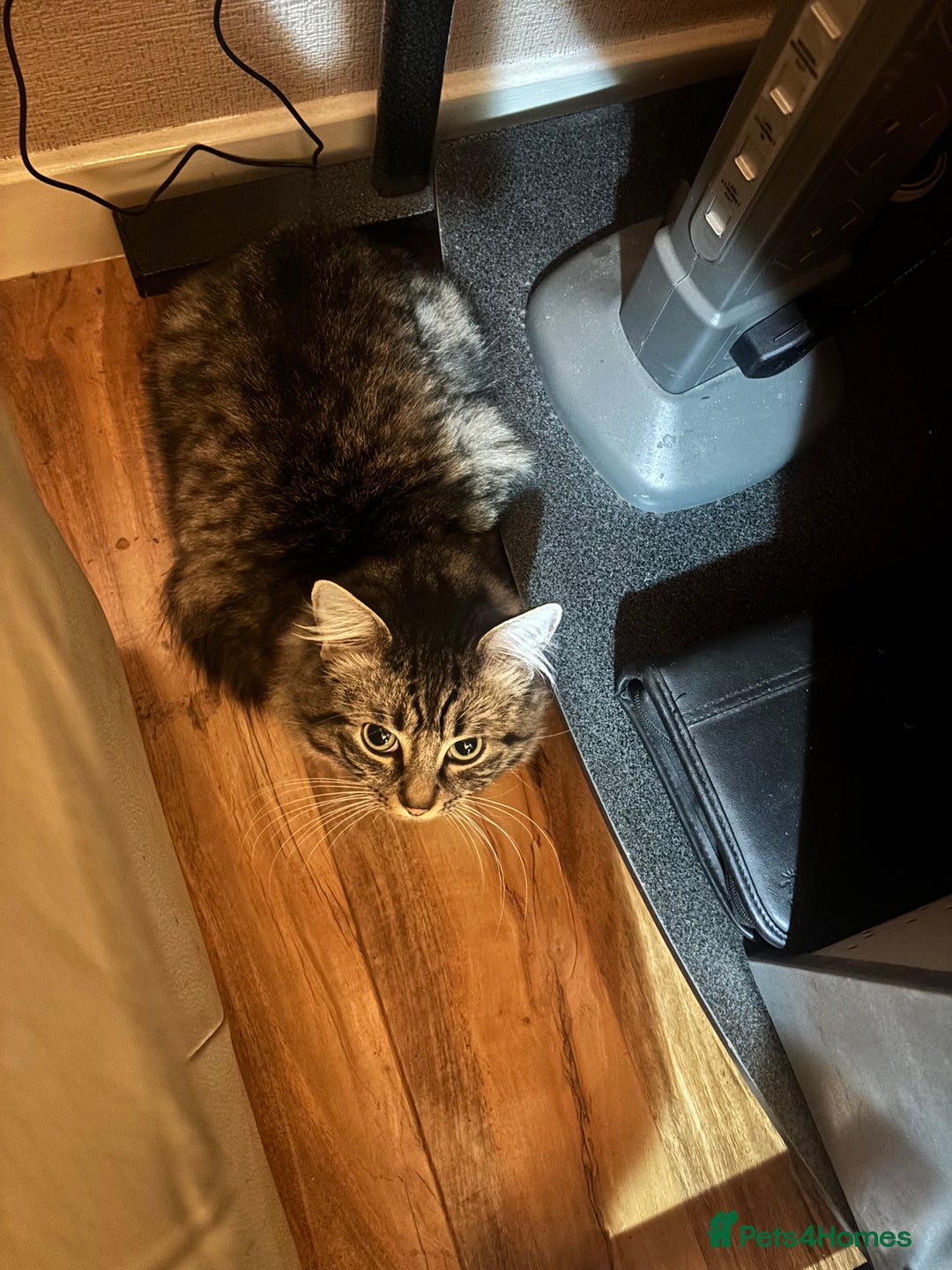 Mixed Breed cats for sale: Tabby long haired female mixed breed cat - Image 11