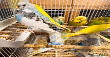 Budgerigars birds Various colour/ages budgies for sale  - Advert 5