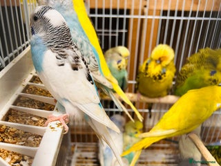 Budgerigars birds - Advert 1