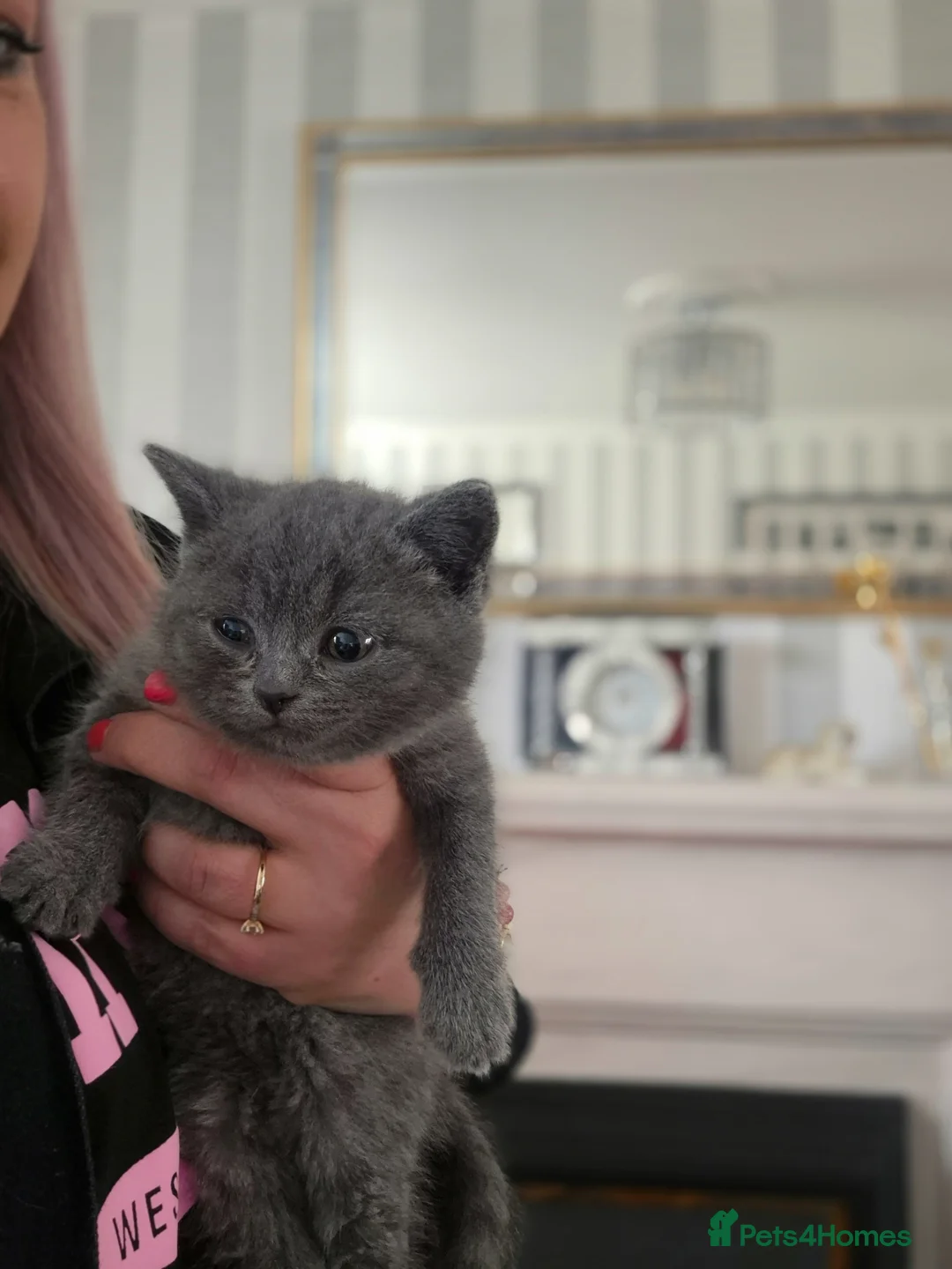 British Shorthair cats for sale: British blue kittens  in Newport - Advert 18