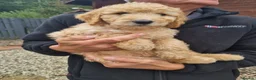 Goldendoodle dogs for sale: READY NOW Last Remaining F2b Goldendoodle puppies  - Advert 4