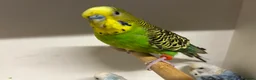 Budgerigars birds for sale: Budgies for Sale  - Advert 14