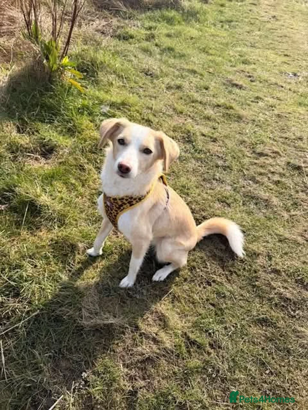 Mixed Breed dogs for adoption: Meet Raquel, currently residing in Burnley in Burnley - Advert 1