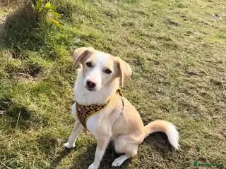 Mixed Breed dogs Meet Raquel, currently residing in Burnley - Advert 1