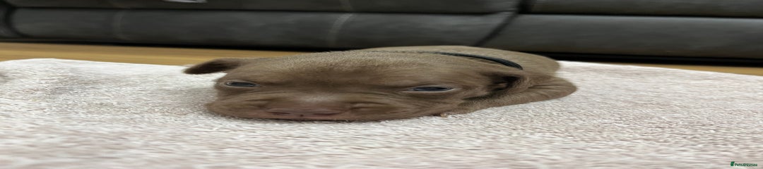 American Bull Staffy Puppy 1