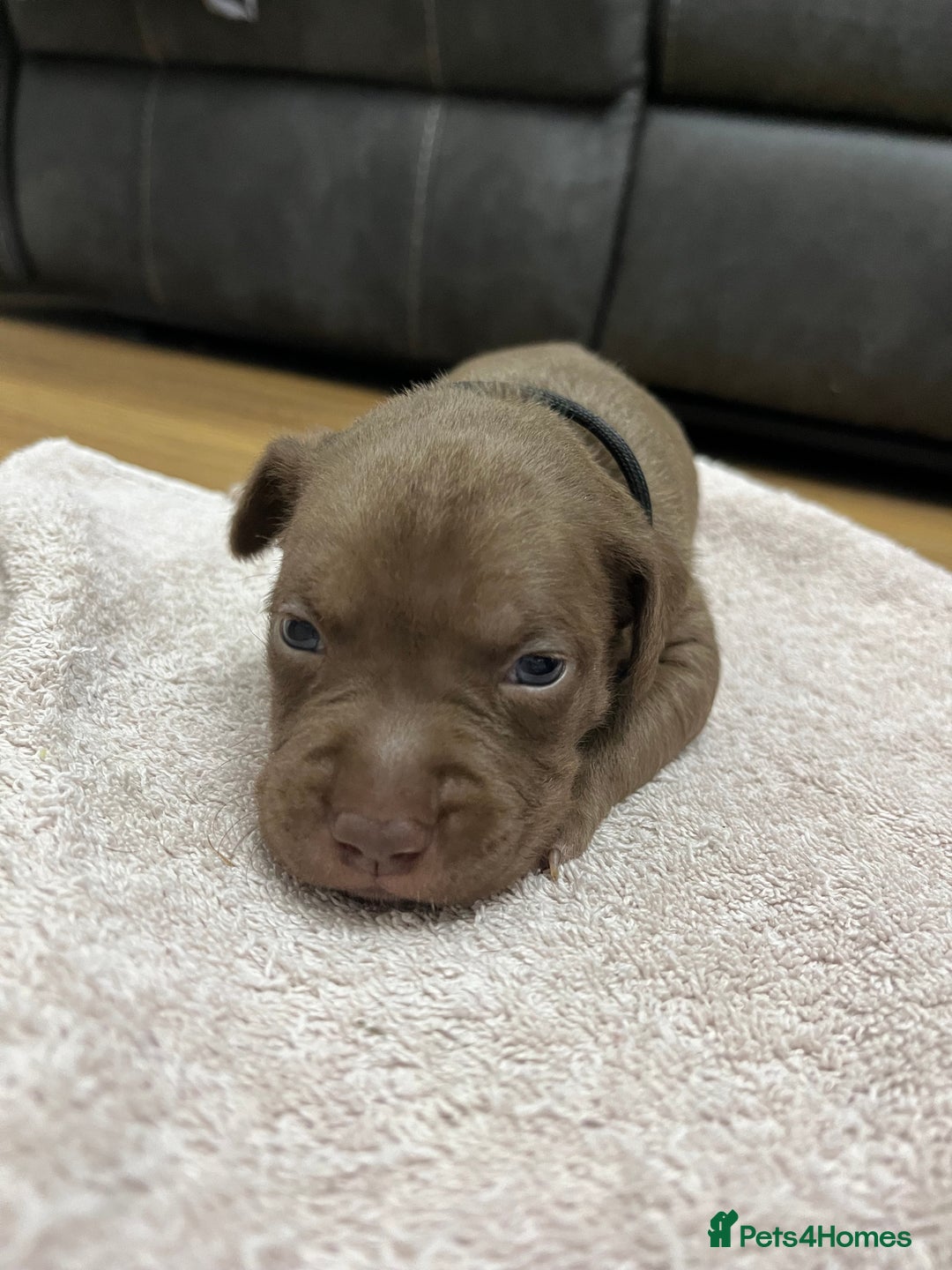 American Bull Staffy dogs for sale: Staffy Bull Puppies - Image 12