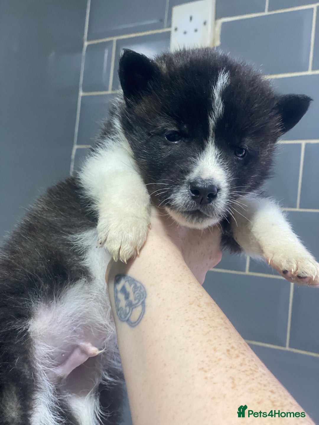 Akita dogs for sale: Chunky American Akita puppies - Advert 11