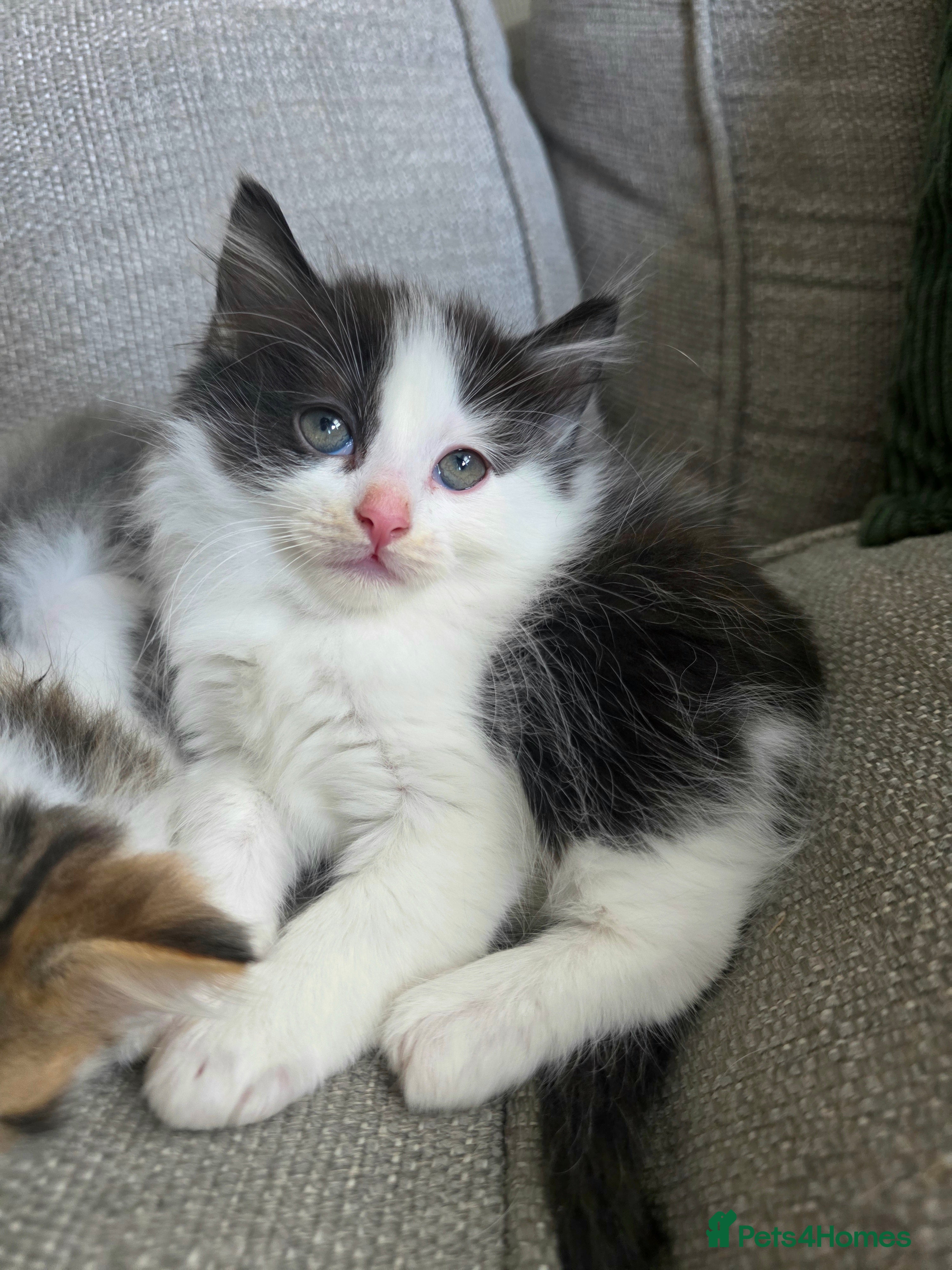Ragdoll cats Beautigul anf Fluffy Ragdoll Cross kittens - Advert 6