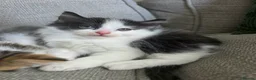 Ragdoll cats for sale: Beautigul anf Fluffy Ragdoll Cross kittens - Advert 3