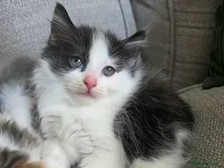 Ragdoll cats Fluffy Ragdoll Cross kitten - Advert 3