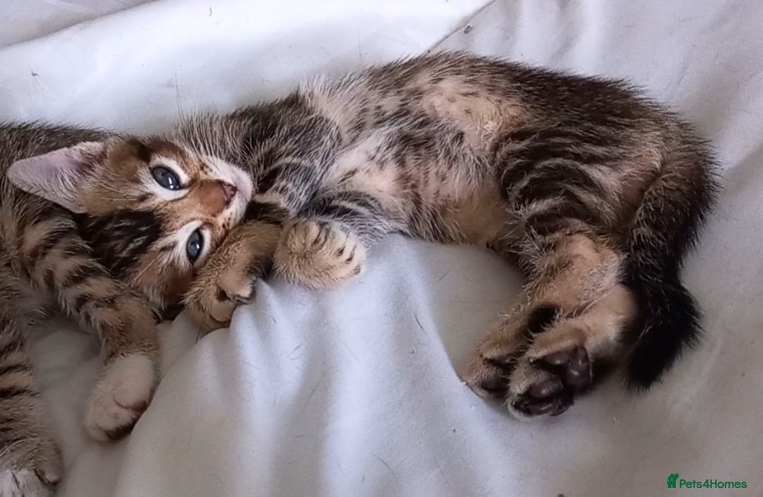 Bengal cats for sale: BENGAL Cross Kittens ♡ BLUE | READY NOW - Image 14