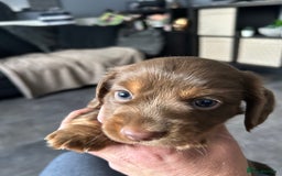 Miniature Dachshund dogs for sale: Chocolate Tan/dapple Miniature Dachsund - Image 36