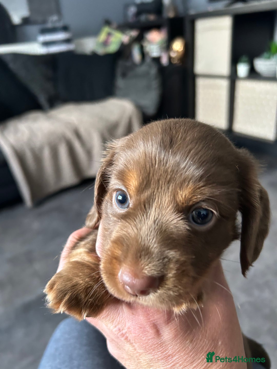 Miniature Dachshund dogs for sale: Chocolate Tan/dapple Miniature Dachsund - Image 36