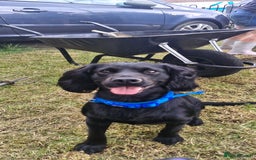 Cocker Spaniel dogs for stud: Kc reg Stitch for stud - Image 4