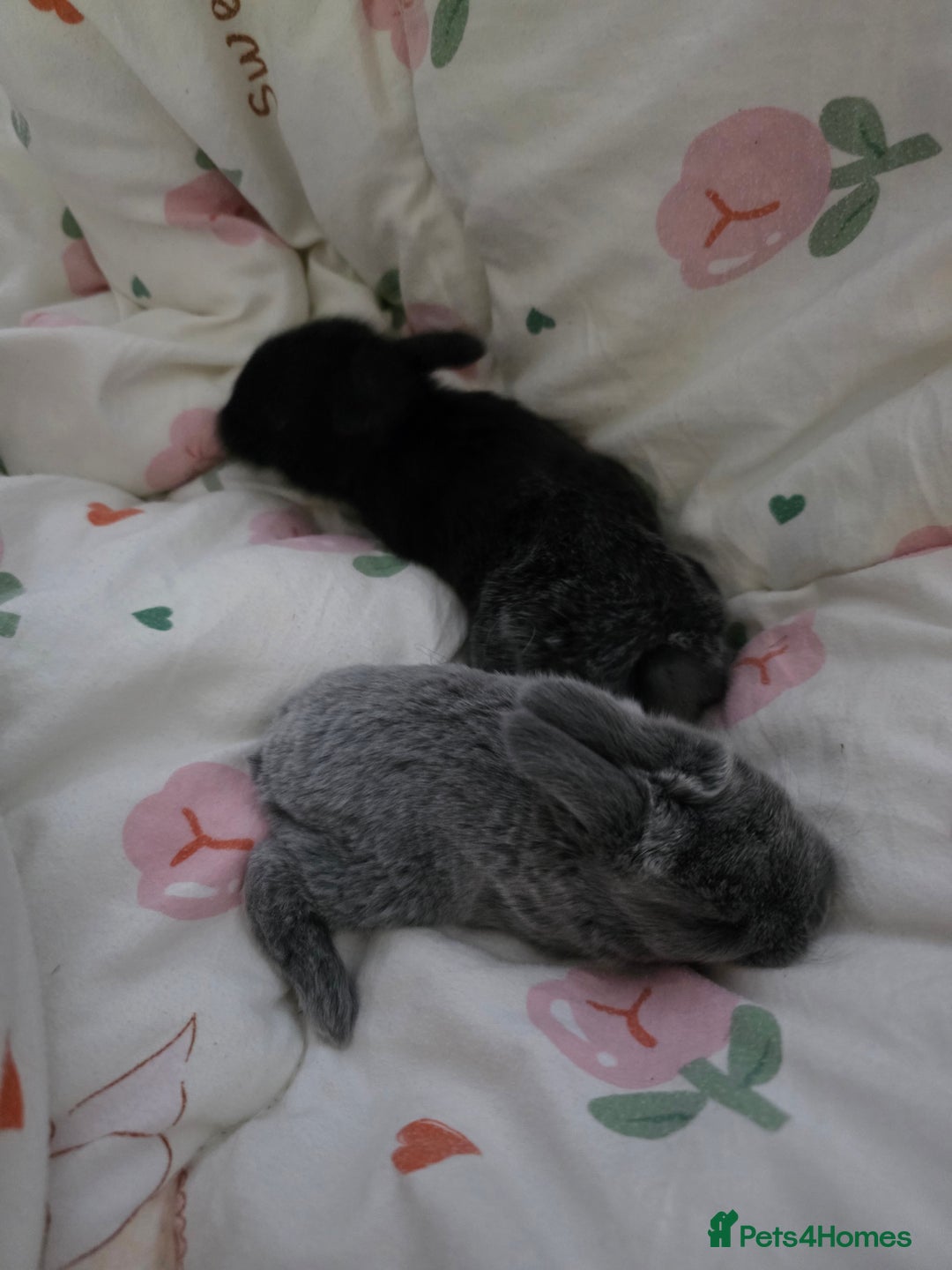 Mini Lop rabbits for sale: Mini loop  - Advert 9