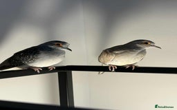 Doves birds for sale: 2 Diamond Doves - Image 1