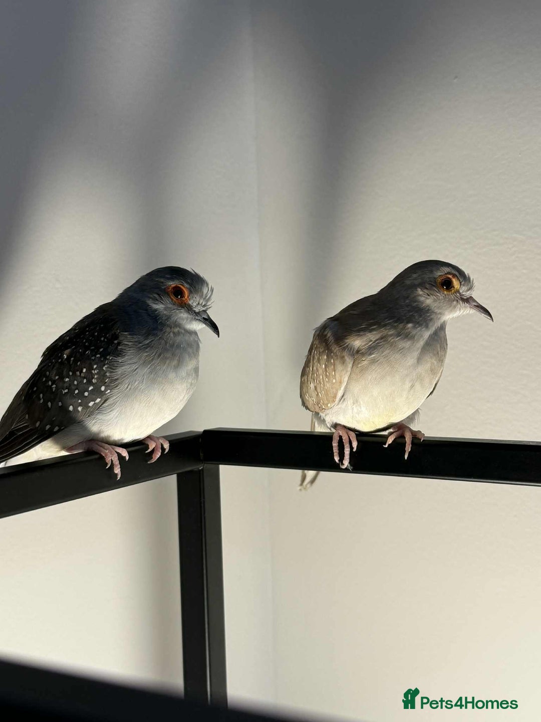 Doves birds for sale: 2 Diamond Doves - Image 1