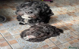 Cockapoo dogs for sale: Asian Toy Poodle X Cockapoo - Image 3