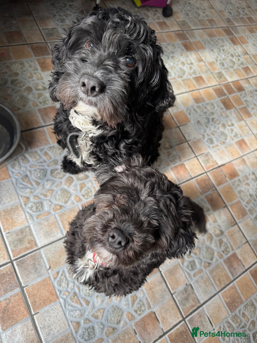 Cockapoo dogs for sale: Asian Toy Poodle X Cockapoo - Image 3