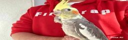 Cockatiels birds for sale: Super hand tamed baby cockatiel for sale - Advert 3