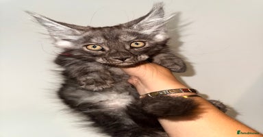 Maine Coon cats - Advert 11