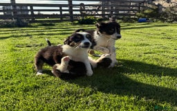 Border Collie dogs for sale: 🖤🤍🤎Fabulous Border Collies 🖤🤍🤎 - Image 5