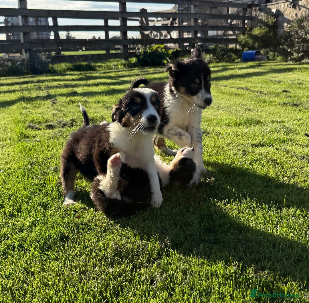 Border Collie dogs for sale: 🖤🤍🤎Fabulous Border Collies 🖤🤍🤎 - Image 5