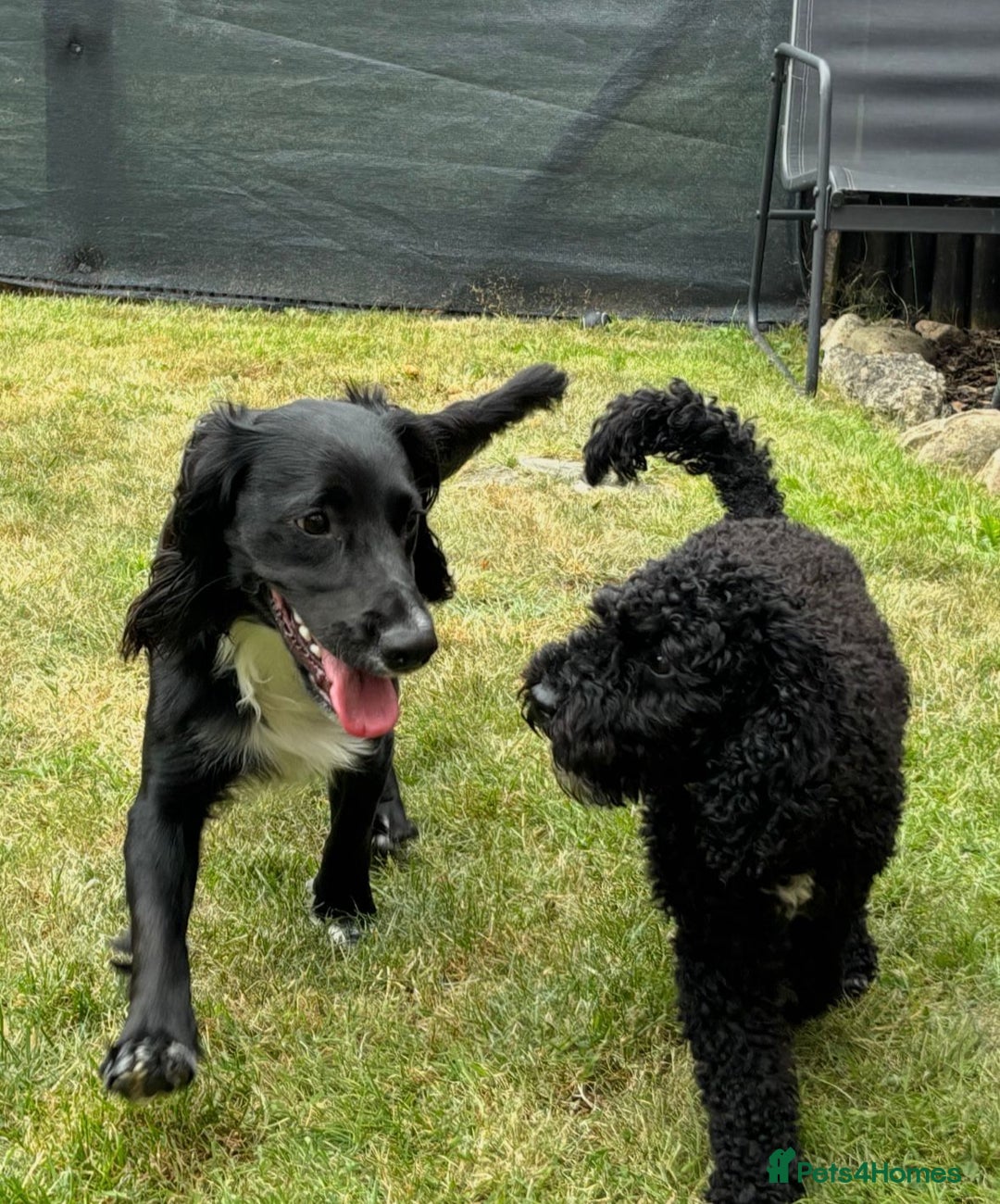 Cockapoo dogs for sale: Cockerpoo - Advert 7