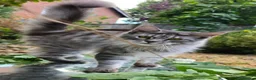 Maine Coon cats for sale: Active females some Champions - Advert 14