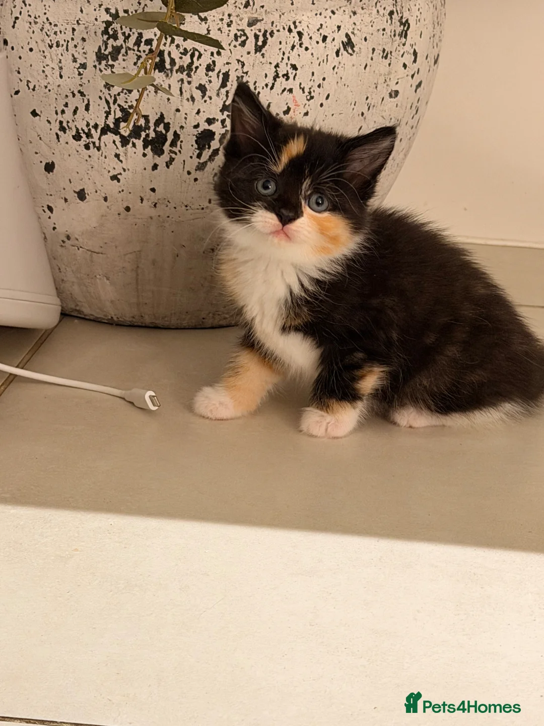 Siberian cats for sale: Meet marble  - Advert 1