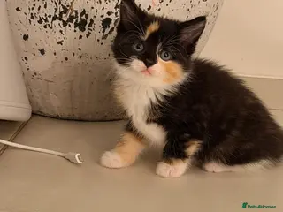 Siberian cats Meet marble - Advert 3