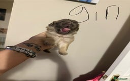 Pug dogs for sale: fluffy pug puppies  - Advert 16