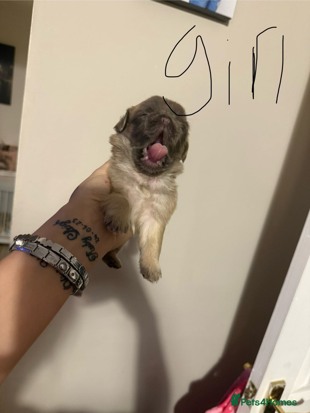 Pug dogs for sale: fluffy pug puppies  - Advert 16