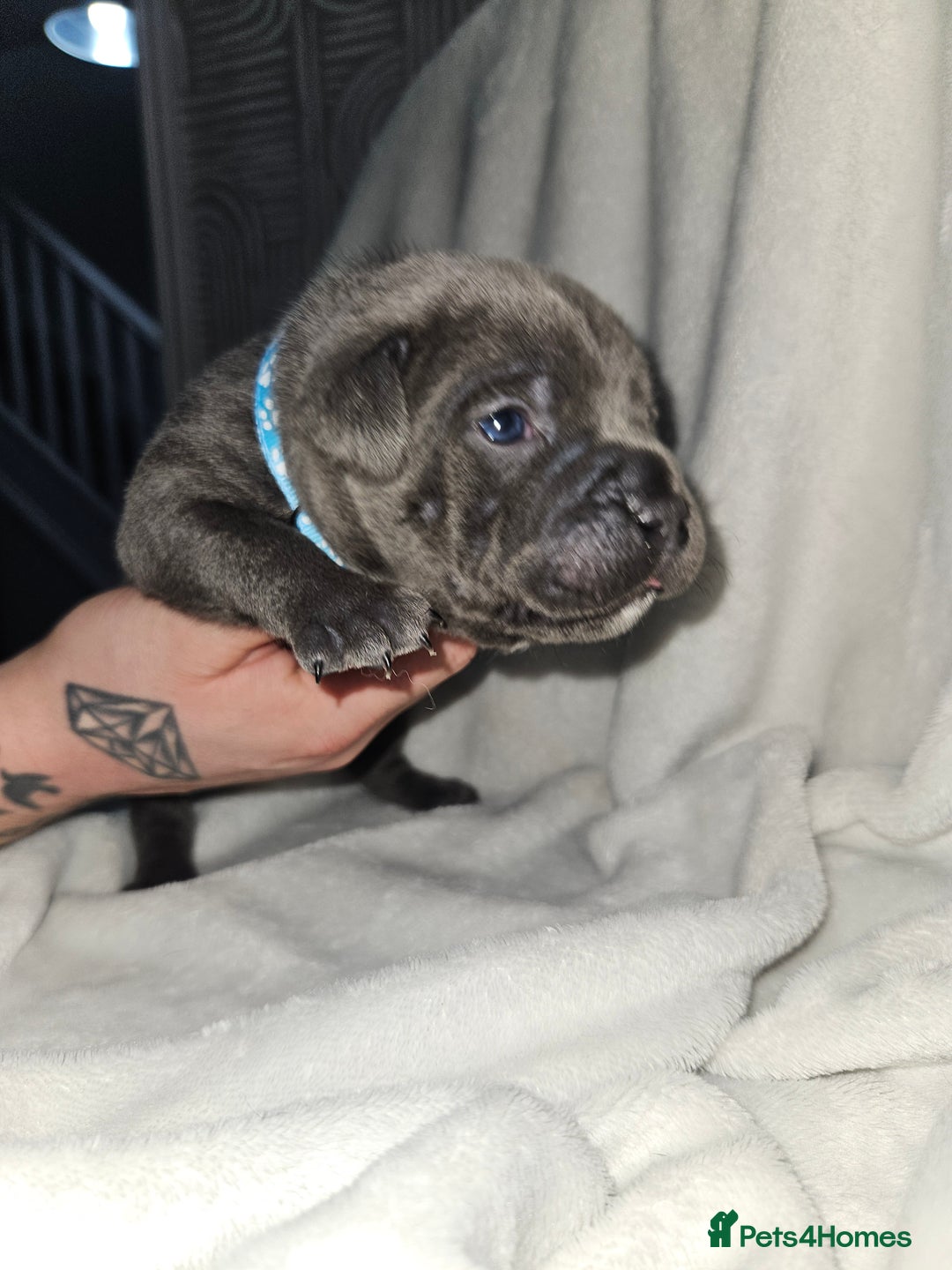 Staffordshire Bull Terrier dogs for sale: Beautiful chunky blues! - Advert 14